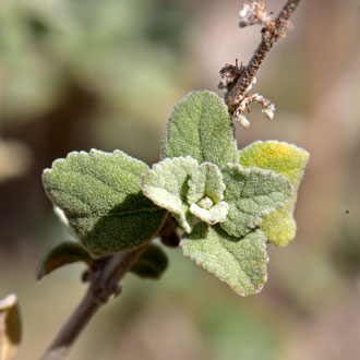 Hyptis emoryi, Desert Lavender